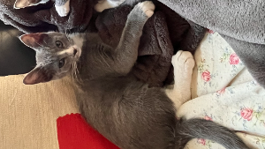 Lost Pet: Evie