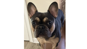 Lost Pet: BAYLI