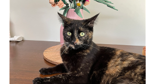 Lost Pet: Callisto