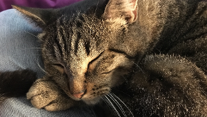 Lost Pet: Hero