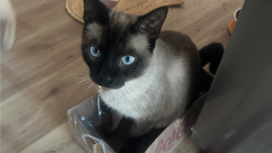 Lost Pet: Jasper
