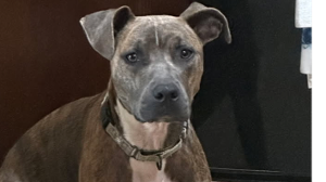 Lost Pet: FIDDLE