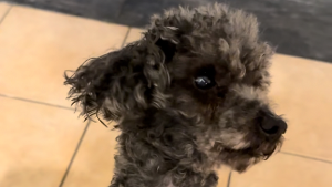 Lost Pet: Monti