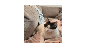 Lost Pet: Kiki