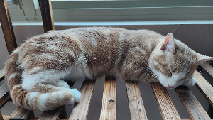 Lost Pet: Yasha