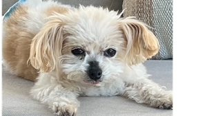Lost Pet: Lula