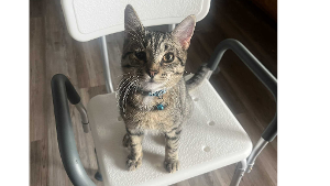 Lost Pet: Chopper