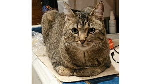 Lost Pet: Sedona