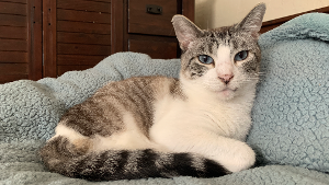 Lost Pet: Cornelius
