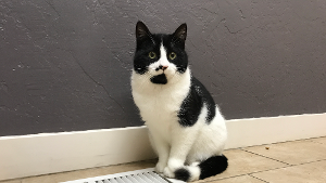 Lost Pet: Linus