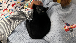 Lost Pet: Flash