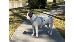 Lost Pet: Sugar
