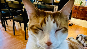 Lost Pet: Calcifer