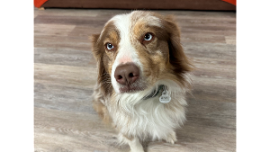 Lost Pet: Sage