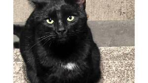 Lost Pet: DENNIS