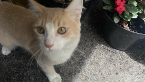 Lost Pet: Maple