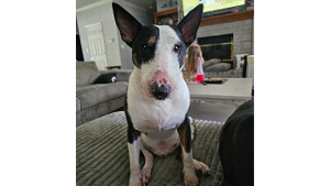 Lost Pet: Diesel