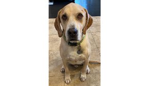 Lost Pet: Pluto