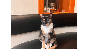 Lost Pet: Mish Mish