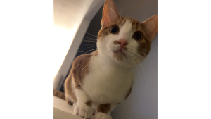 Lost Pet: BMO