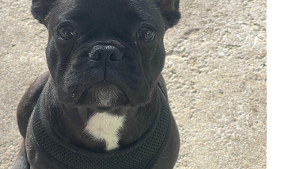 Lost Pet: Meko Julme