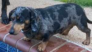 Lost Pet: Murphy