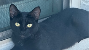 Lost Pet: Willow