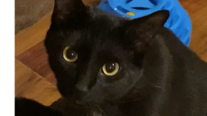 Lost Pet: Salem