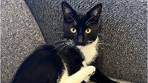 Lost Pet: George