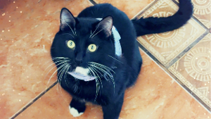Lost Pet: Lucifero Arnold Montes
