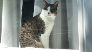 Lost Pet: Koa
