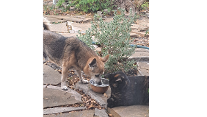 Lost Pet: Little D
