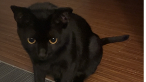 Lost Pet: Nova