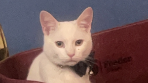 Lost Pet: Alfredo