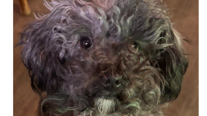 Lost Pet: Shadow