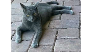 Lost Pet: Caco
