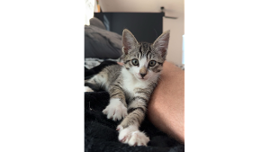 Lost Pet: Dos