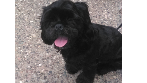 Lost Pet: Crickett