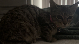 Lost Pet: Willow