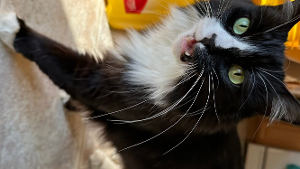Lost Pet: Kenai