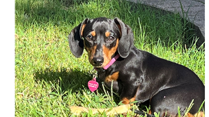 Lost Pet: Ellie Mae Clamp-It