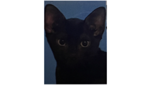 Lost Pet: Domino Martin