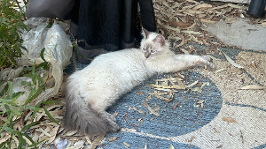 Lost Pet: Vicious
