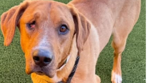 Lost Pet: Rally