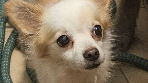 Lost Pet: Evee