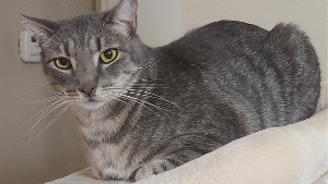 Lost Pet: Tipper