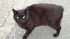 Lost Pet: Lincoln Keating