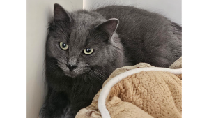 Lost Pet: Belle