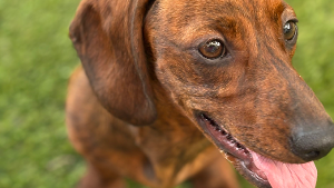 Lost Pet: Ziggy
