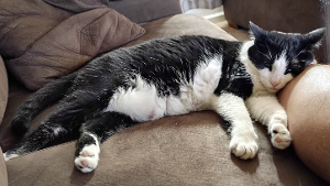 Lost Pet: Artemis